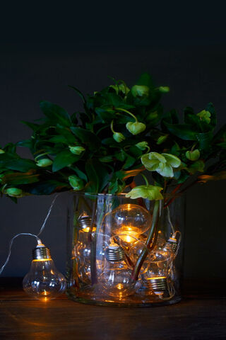 Plants Of Light
