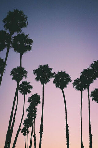 Palm Trees