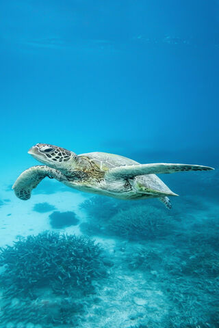 Graceful Glide: The Sea Turtle's Journey 🌊🐢