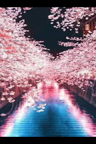 Blossoms by the Water: A Dreamy Sakura Scene 🌸💧