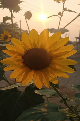 Sunset Sunflower