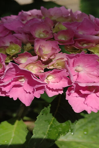 Sweet Pink Flowers