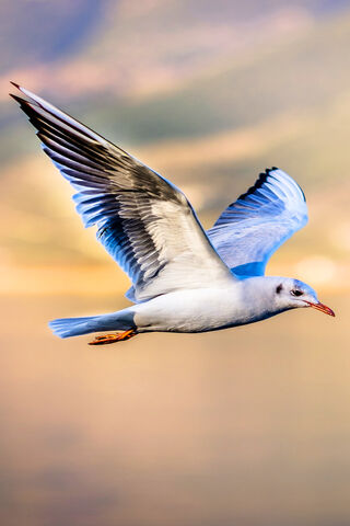 Soaring Serenity: The Majestic Seagull