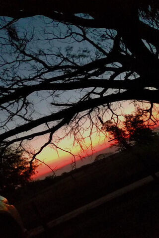 Twilight Serenity: A Sunset's Embrace 🌅🌳