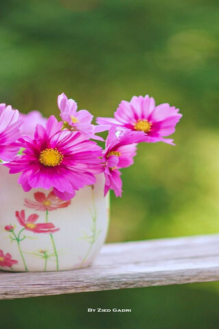 Blooming Joy: A Floral Delight 🌸