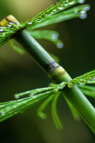 Nature's Jewels: The Water Drop Plant 🌿💧