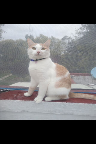 Sailing into Purrfection: Yacht Day Adventures 🐾⛵