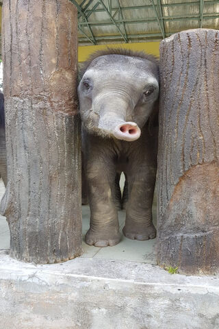 Curious Calf: A Peek into the Wild 🐘✨