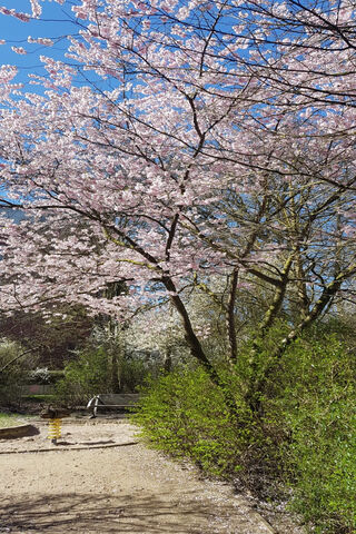 Blossoms of Spring: A Nature's Awakening 🌸🌳