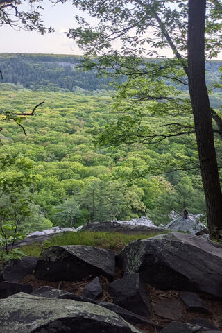 Verdant Serenity: A Glimpse into Nature's Embrace 🌳✨