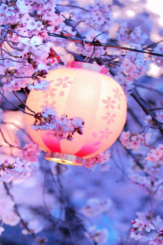 Blossoms and Glow: The Sakura Lantern Magic 🌸🏮