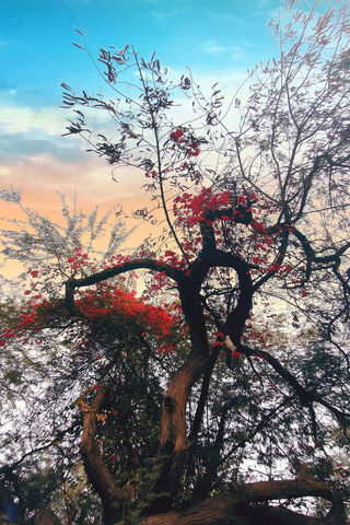 Whispers of Nature: The Majestic Tree 🌳✨