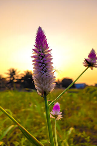 Wild Grass Flower