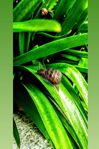 Nature's Calm After the Storm 🌧️🐌