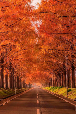 Golden Canopy: A Journey Through Autumn