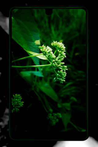 Green Serenity: Nature Meets Technology 🌿📱