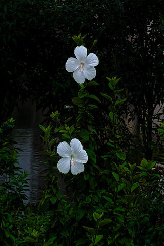 Beautiful Flowers