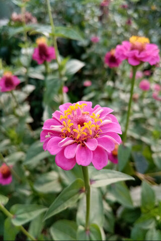 Blooming Beauty: Nature's Palette 🌸