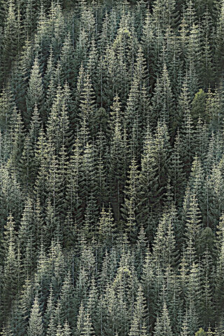 Whispers of the Pine Forest 🌲✨