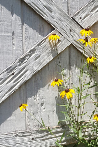 Sunshine Blooms by the Barn 🌼🌞