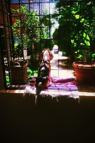Beagle Bliss: A Sunny Daydream 🌞🐶