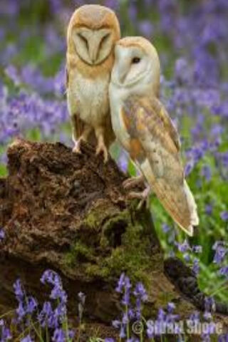 Love in the Wild: Barn Owls Embracing Nature