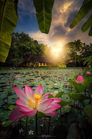 Serenity in Bloom 🌸🌅