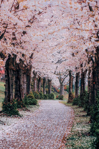 Blossoms of Burlington: A Springtime Dream 🌸🌳