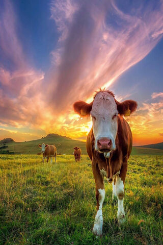 Sunset Serenity: A Cow'..