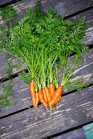 Freshly Harvested Carrots: Nature's Crunchy Delight 🥕✨