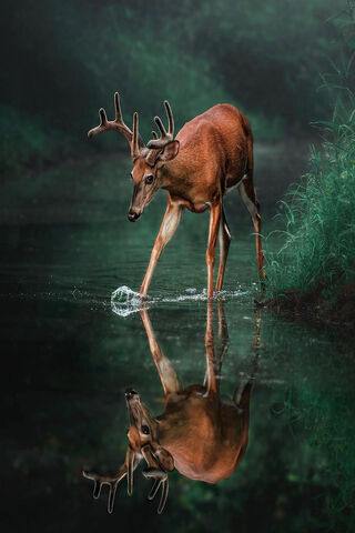 Majestic Caribou: Nature's Grace