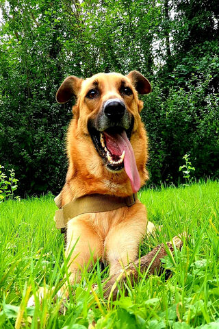 Chien's Joyful Day in the Sun! ☀️🐾
