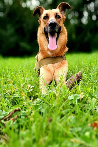 Chien's Joyful Day in the Sun! ☀️🐾
