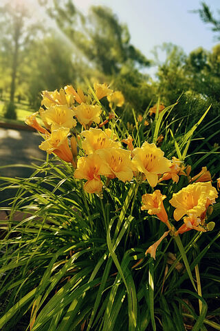 Golden Blooms: A Daffodil Delight 🌼✨