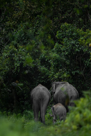 Gentle Giants of the Jungle 🌿🐘