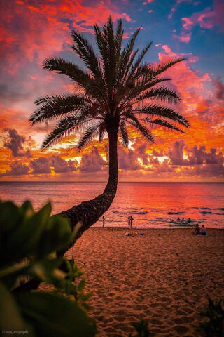Sunset Serenity by the Shore 🌅🌴