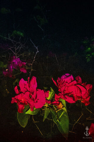 Midnight Blooms: A Floral Dream 🌸✨