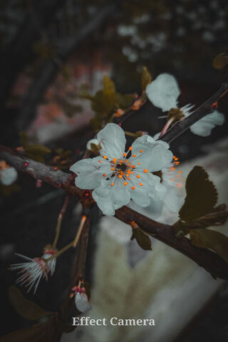 Whispers of Spring 🌸