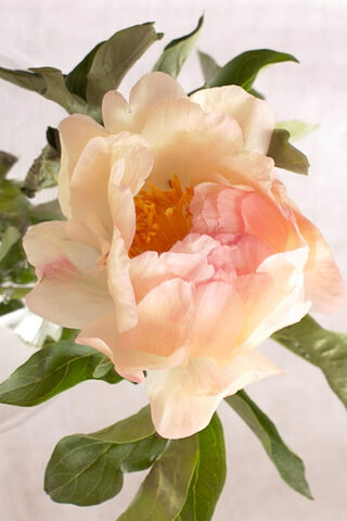 Blushing Beauty: The Peony's Grace 🌸