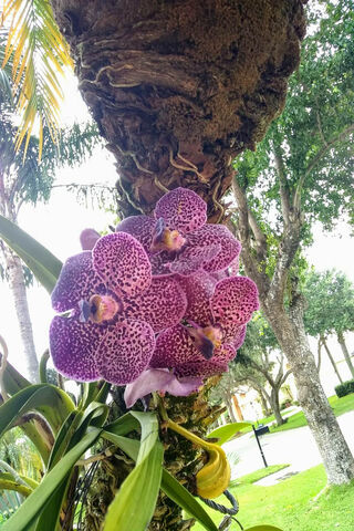 Flower Orchid