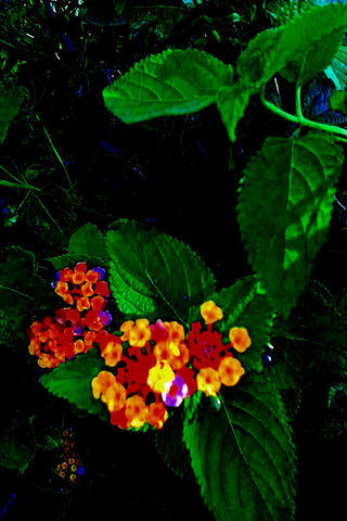 Vibrant Blossoms: Nature's Palette 🌼🌿