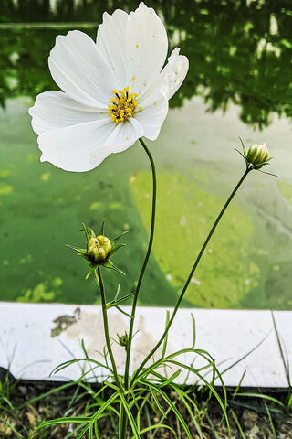 Whispers of Spring: The Elegant Cosmos