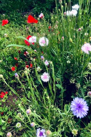 Blooming Beauty: A Colorful Floral Symphony 🌸🌼