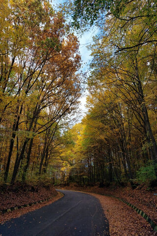 Autumn Serenity in the Forest 🍂🌳