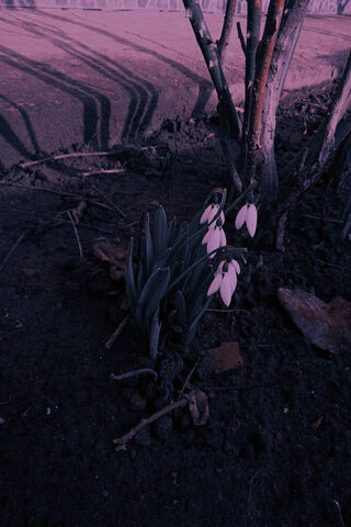 Whispers of Spring: The Ghiocei Blooms 🌸✨