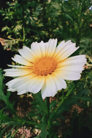 Golden Glow: The Radiant Sunflower