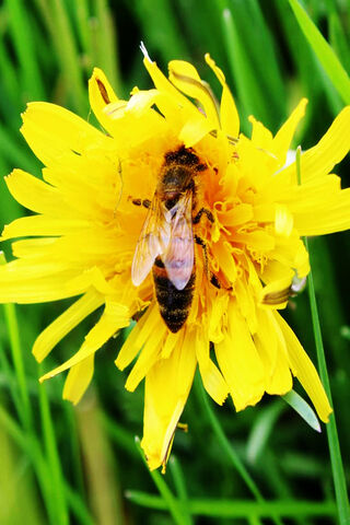 Buzzing Beauty: The Honeybee's Dance