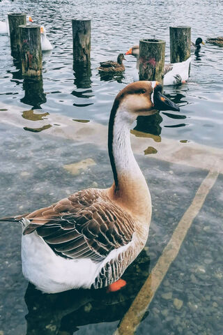 Graceful Goose by the Water 🌊🦢