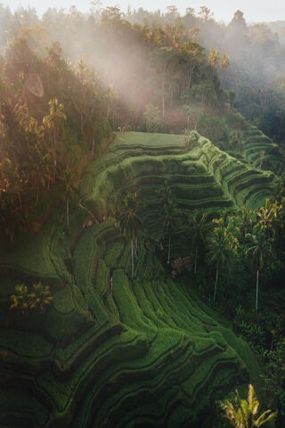 Emerald Terraces of Bali 🌾✨