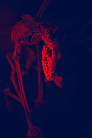 König Von Nirgendwo